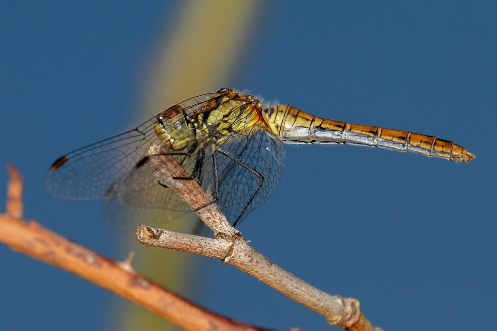 Sympetrum sanguineum