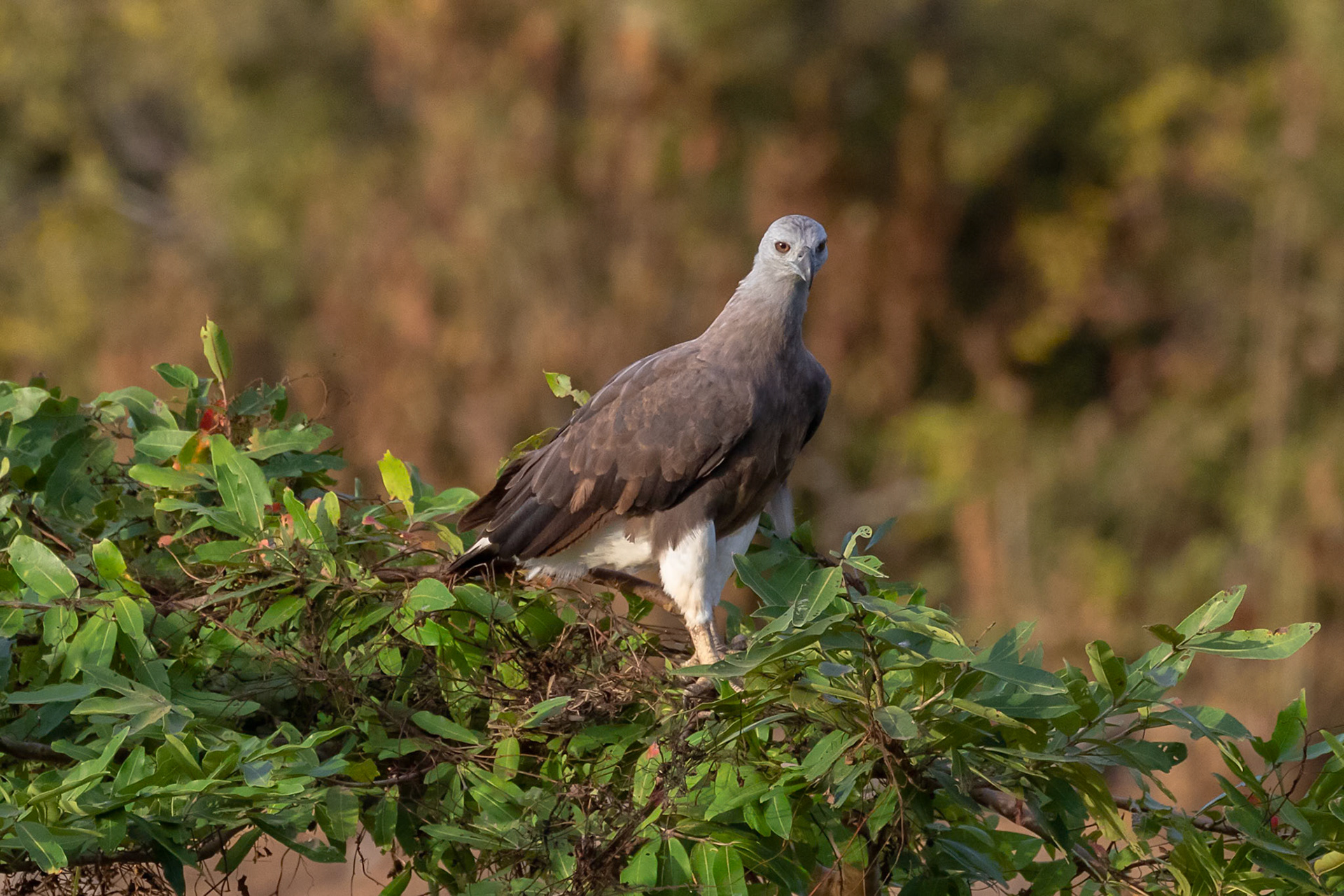 Haliaeetus ichthyaetus