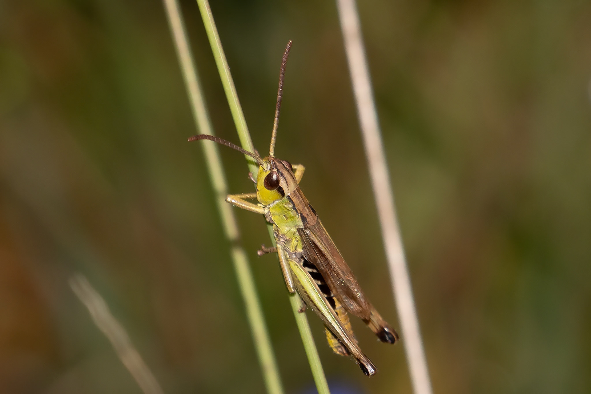Pseudochorthippus parallelus