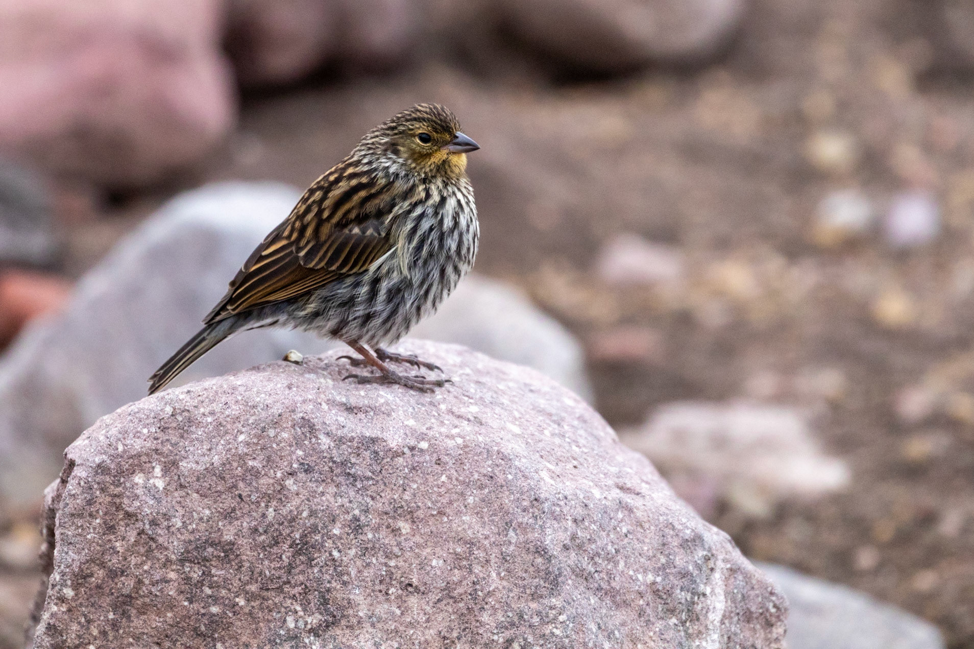 Geospizopsis unicolor (F)