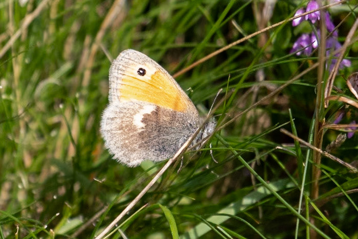 Coenonympha pamphilus