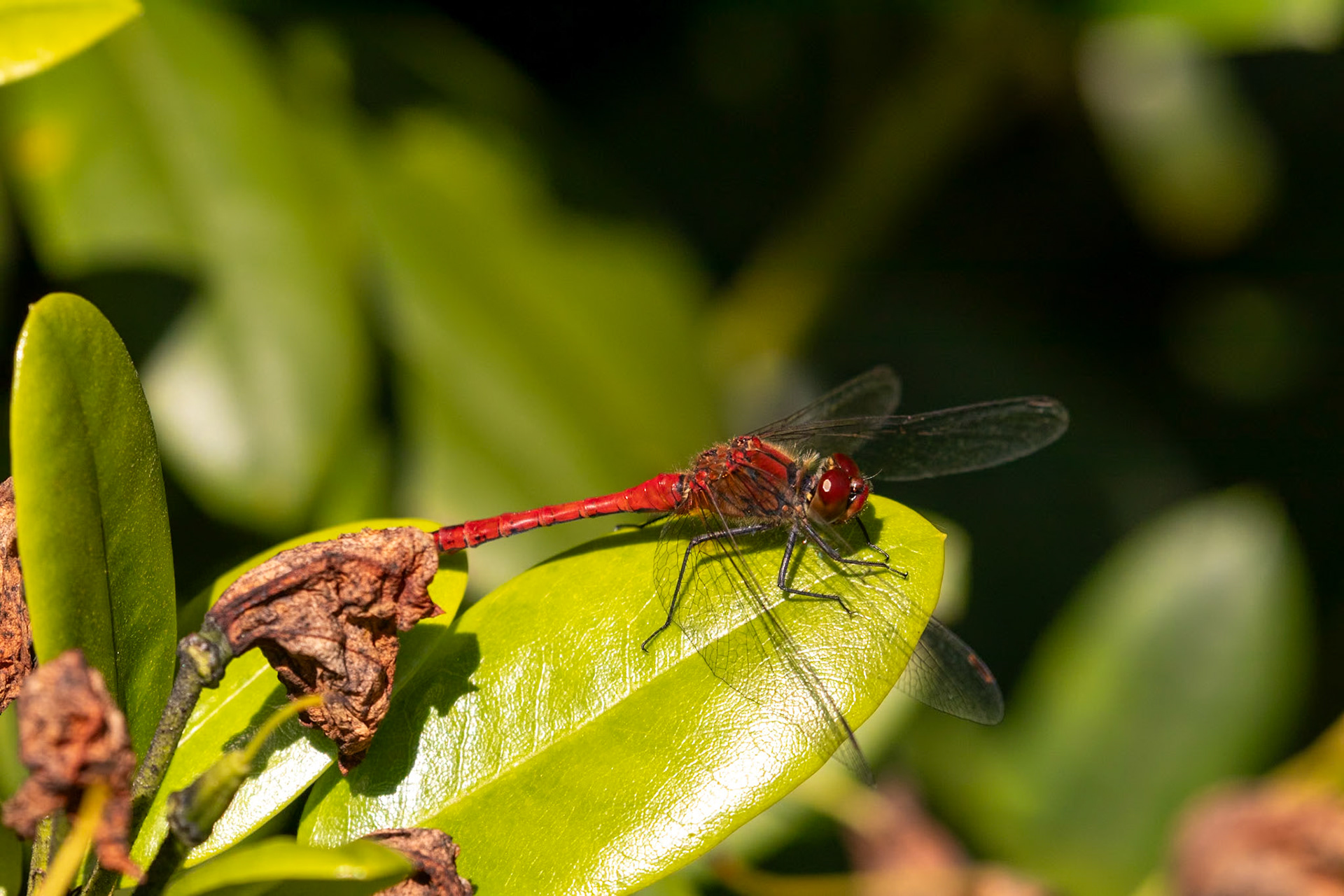 Sympetrum sanguineum