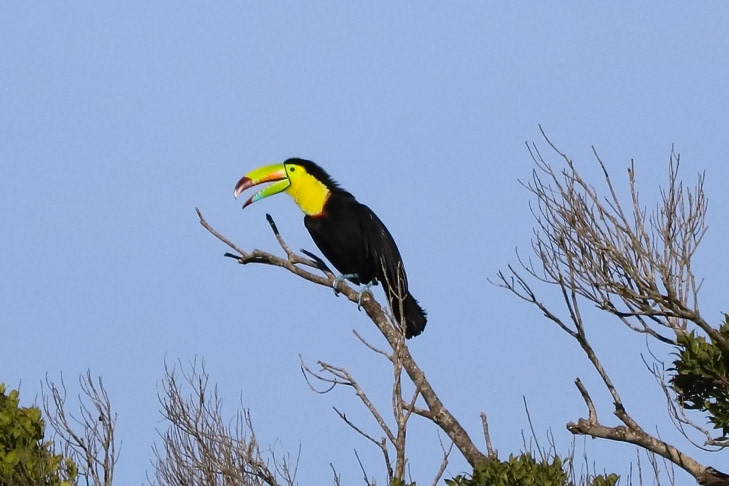 Ramphastos sulfuratus