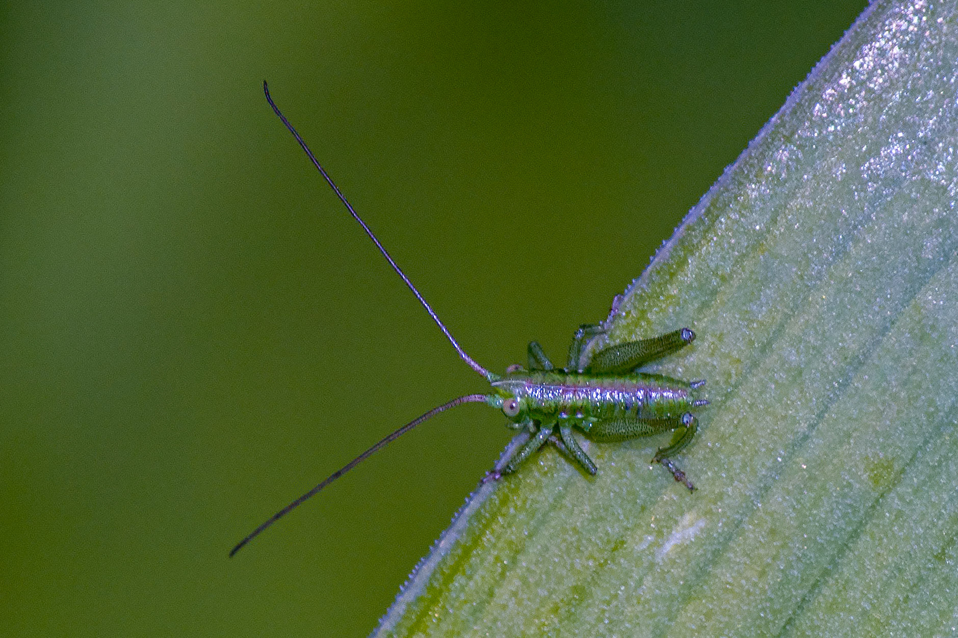 Tettigonia viridissima