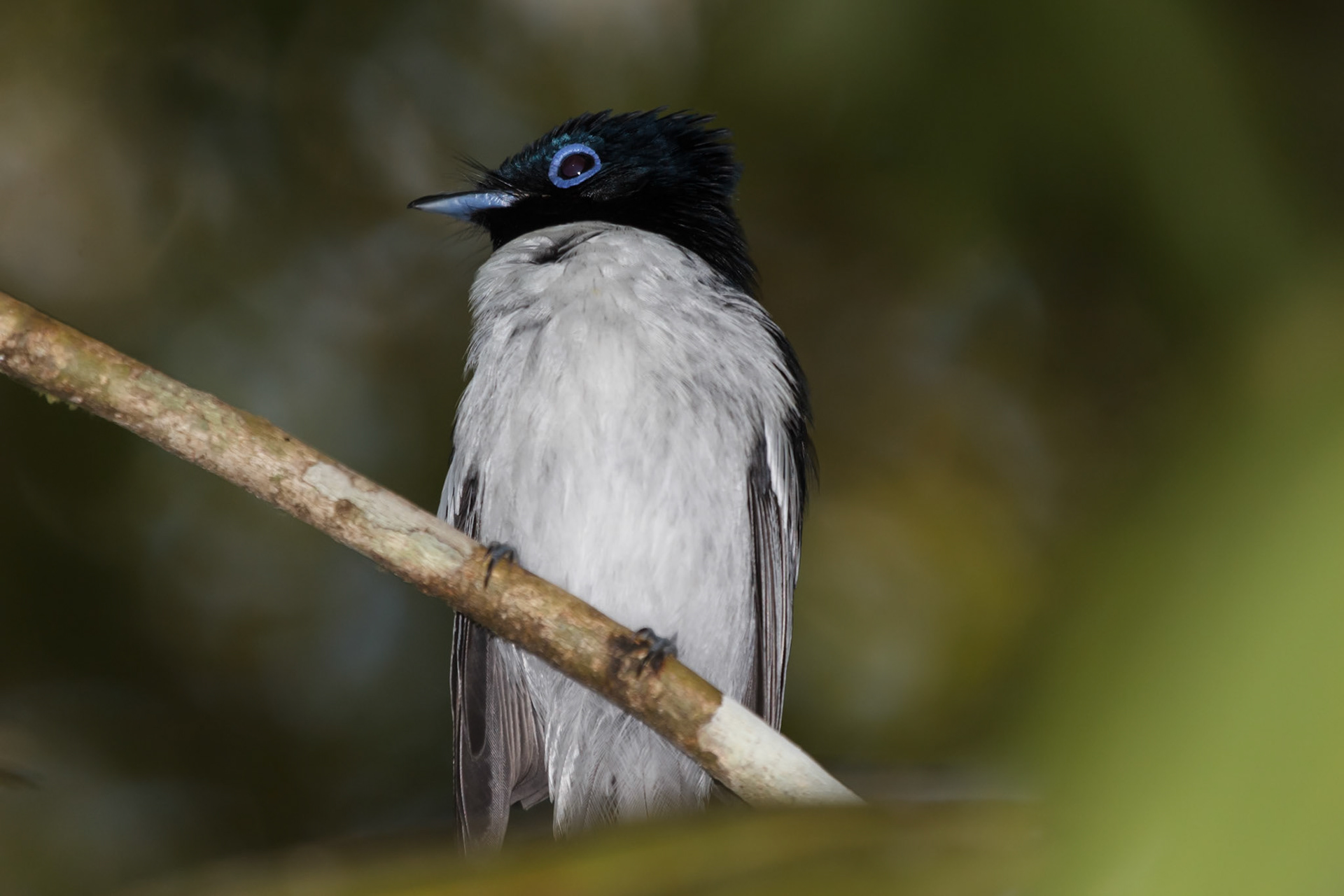 Terpsiphone mutata (M)