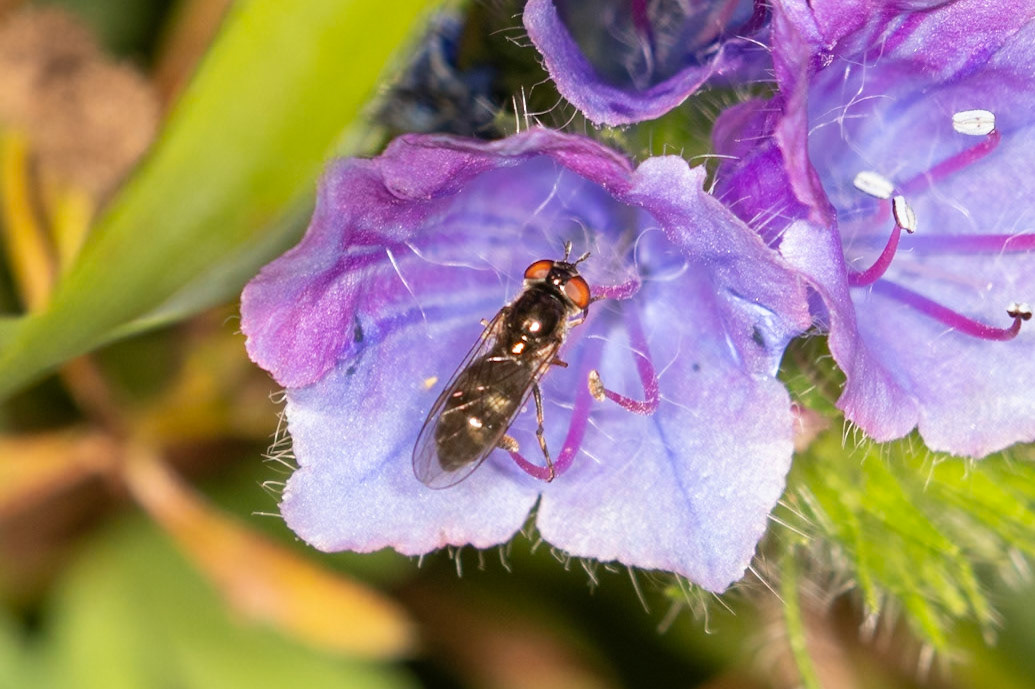 Platycheirus albimanus