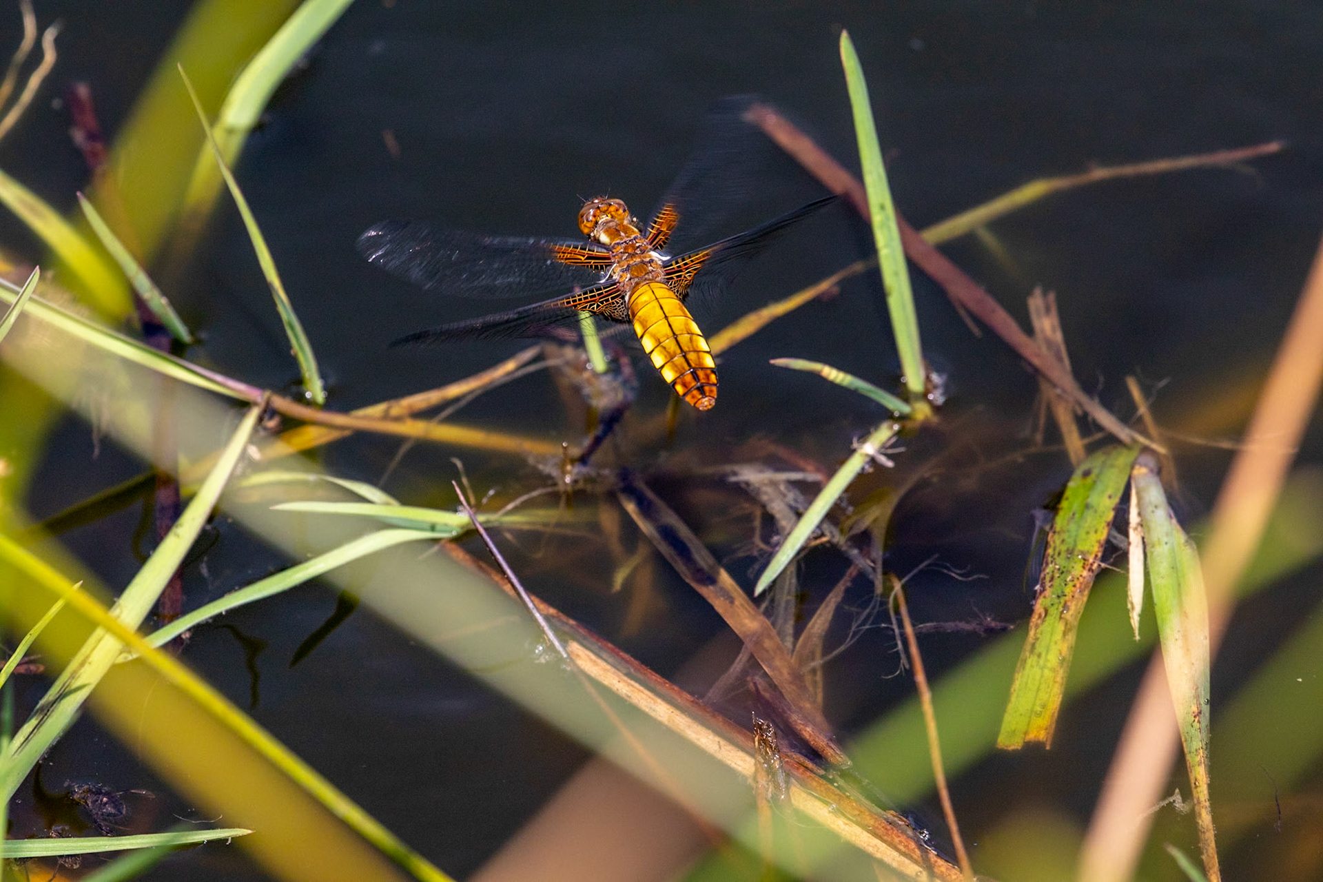 Libellula depressa