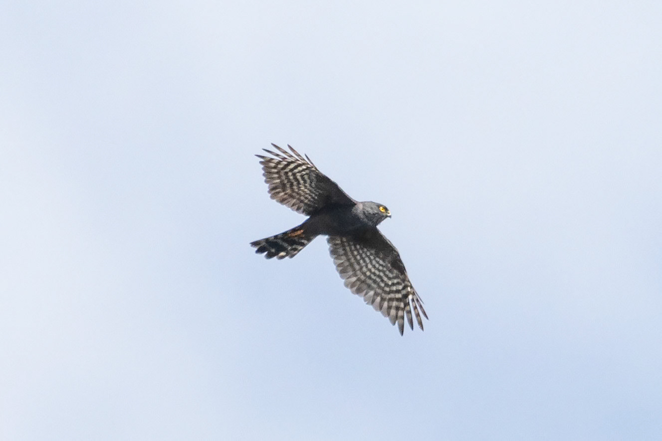 Accipiter ventralis