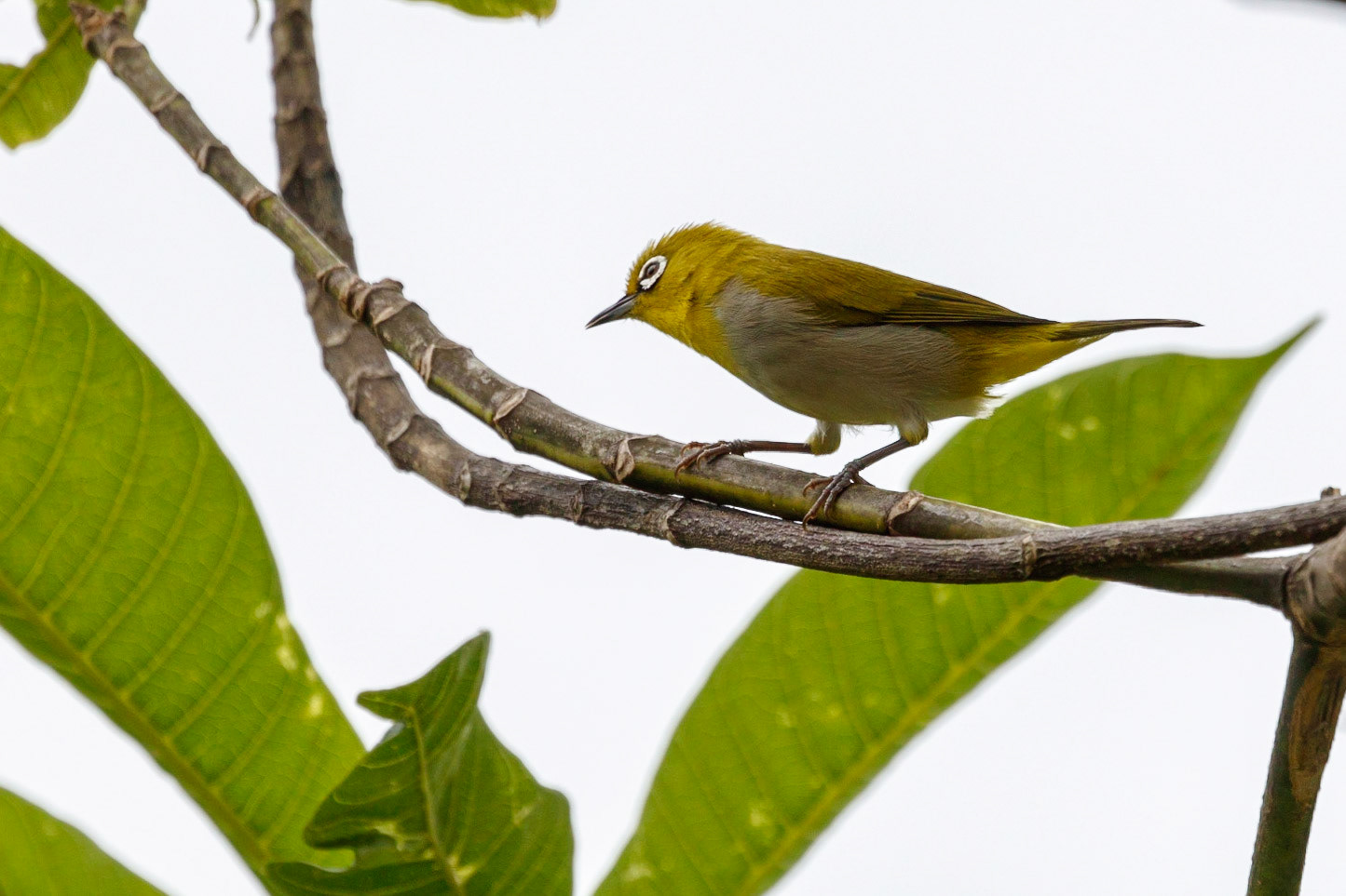 Zosterops palpebrosus