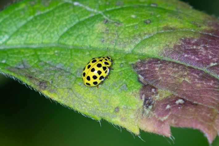 Psyllobora vigintiduopunctata