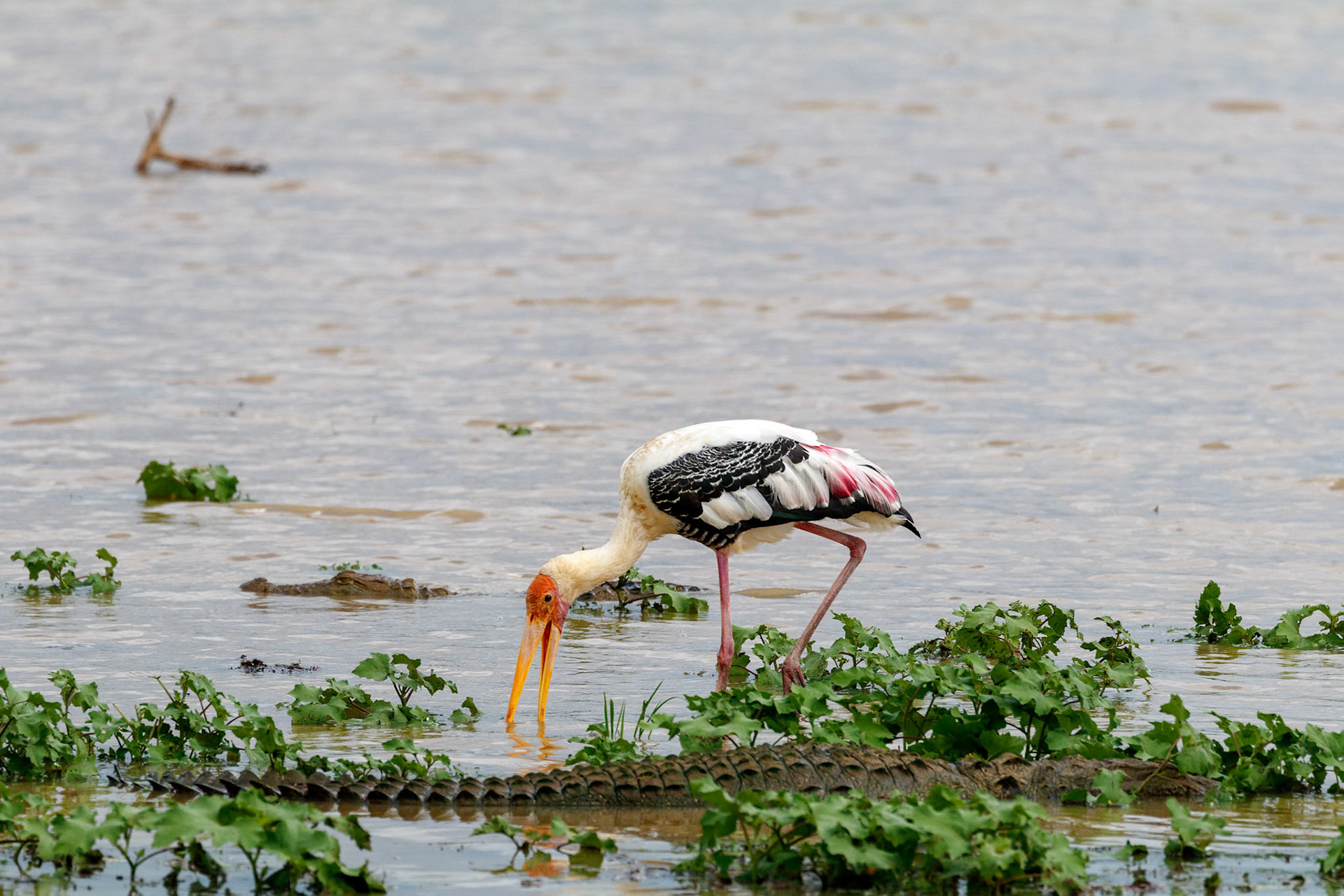 Mycteria leucocephala
