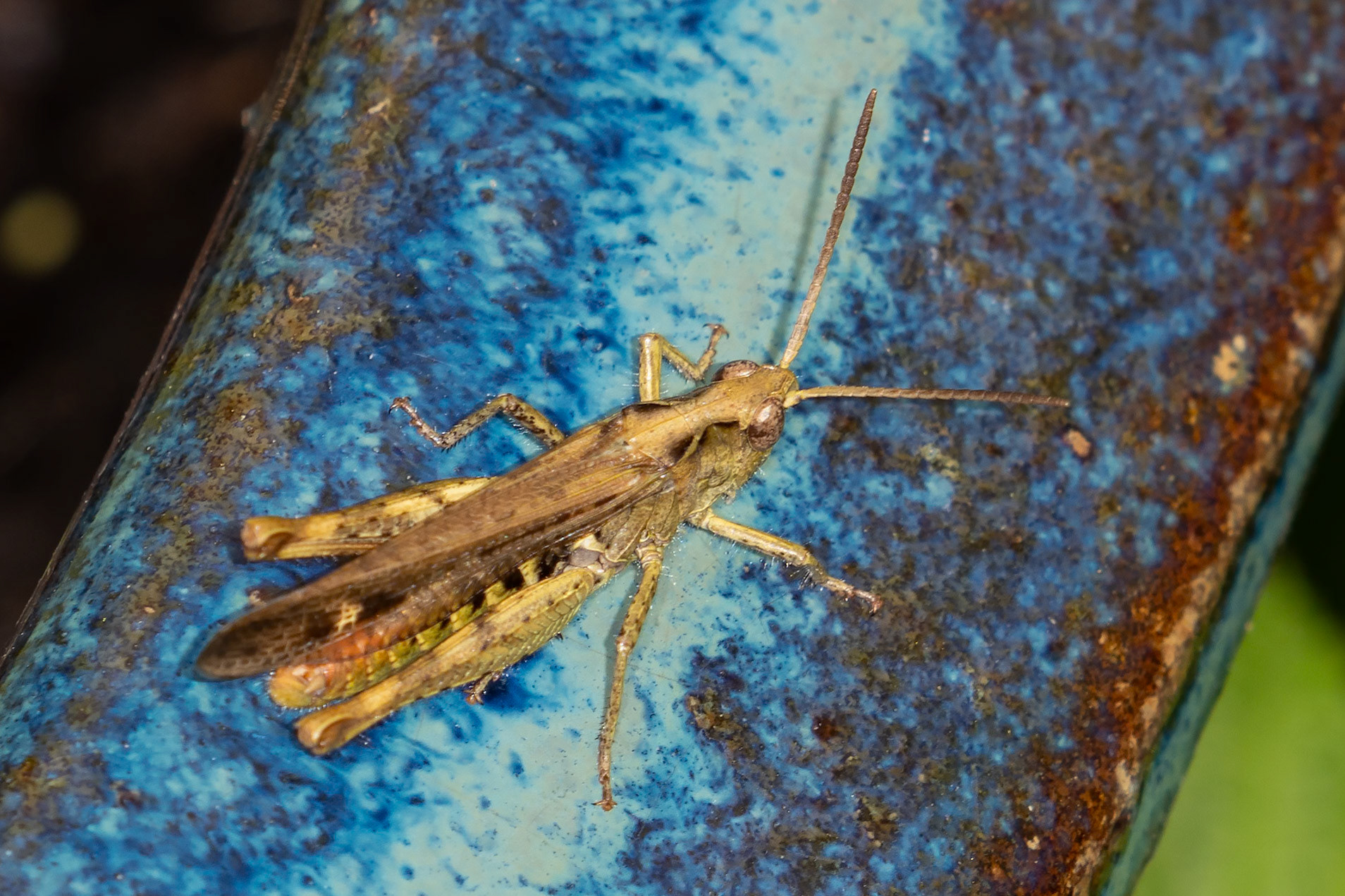 Chorthippus brunneus