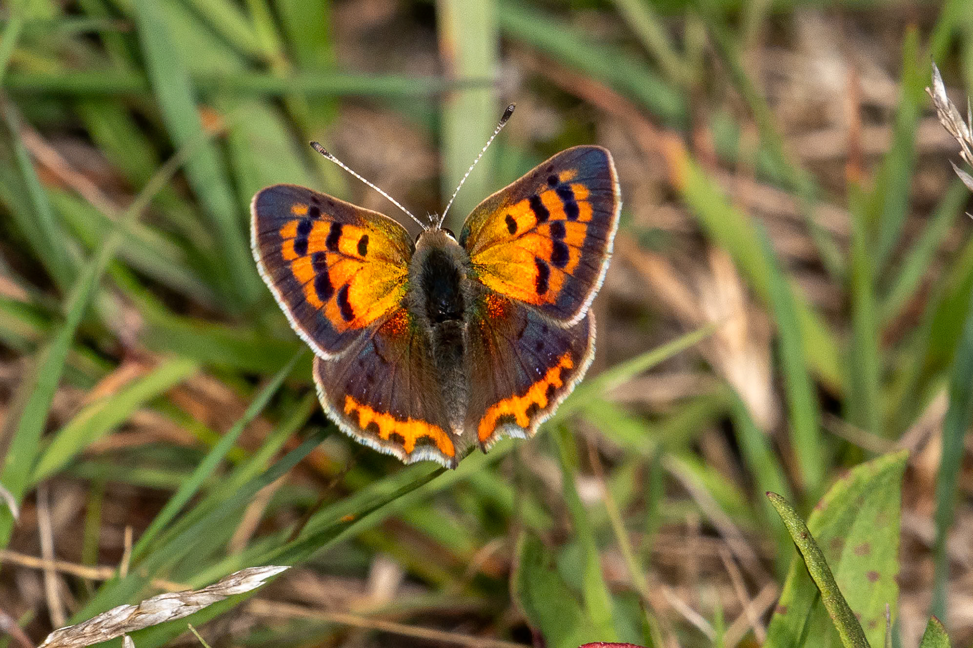 Lycaena phlaeas