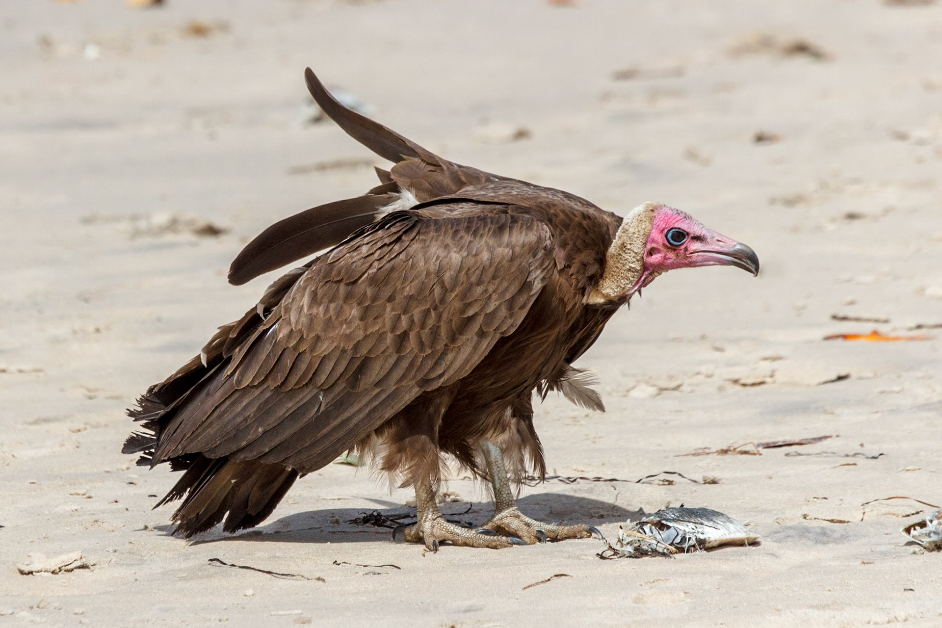 Necrosyrtes monachus