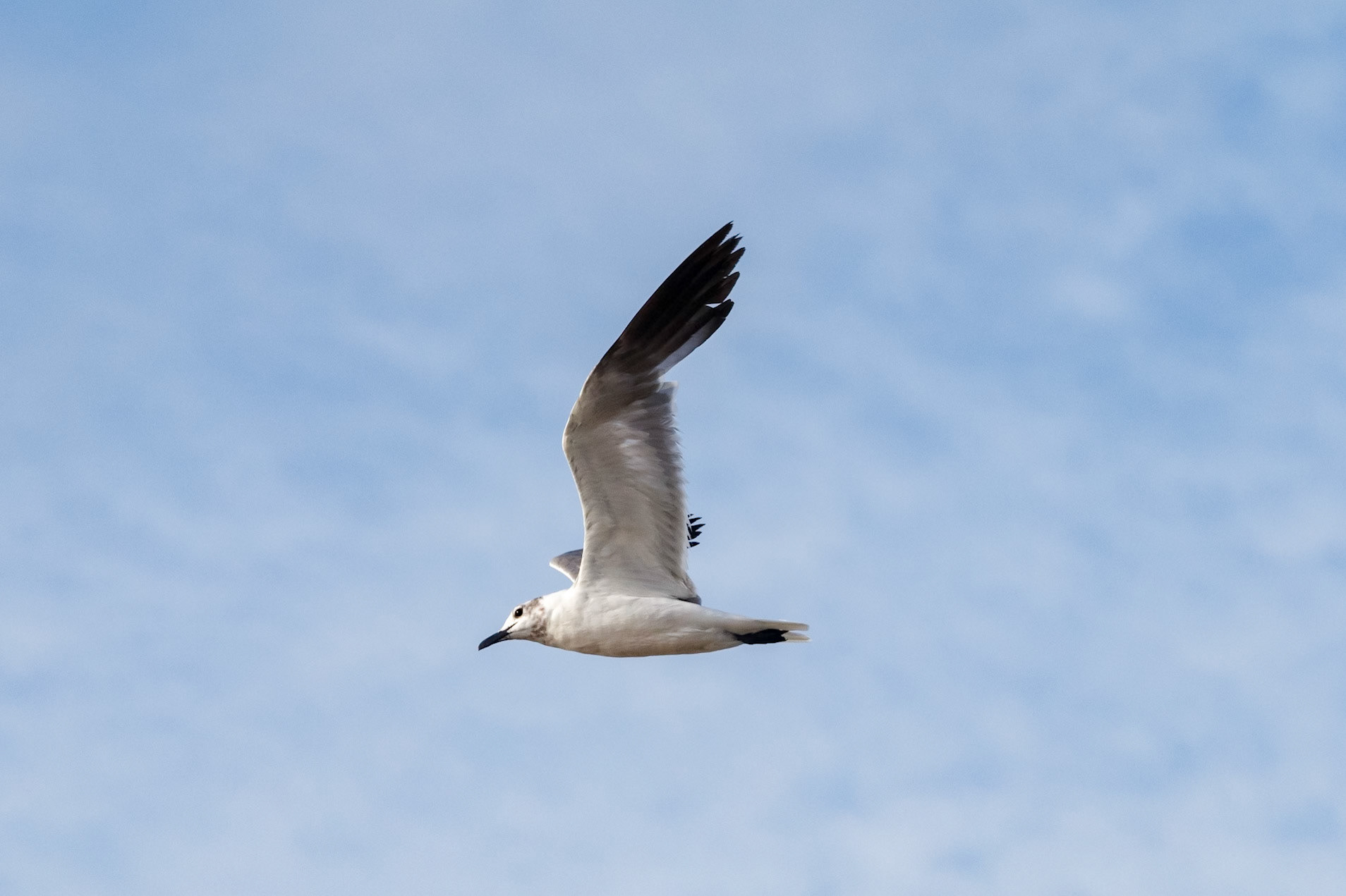 Leucophaeus atricilla
