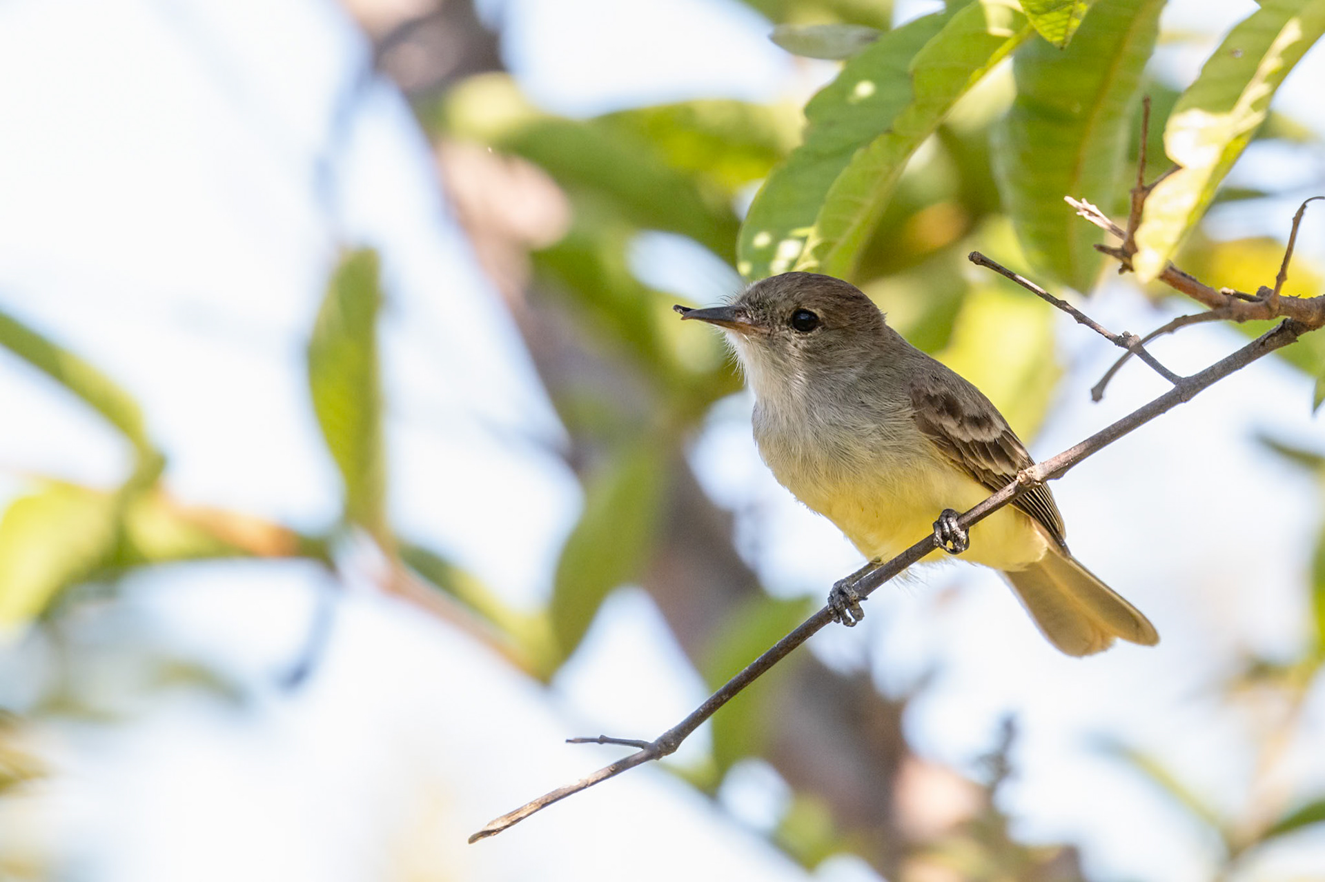 Myiarchus magnirostris