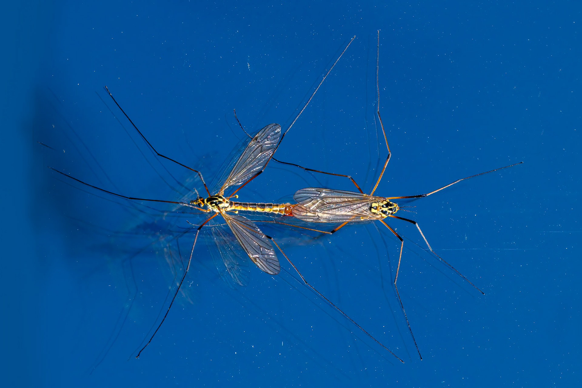 Nephrotoma appendiculata