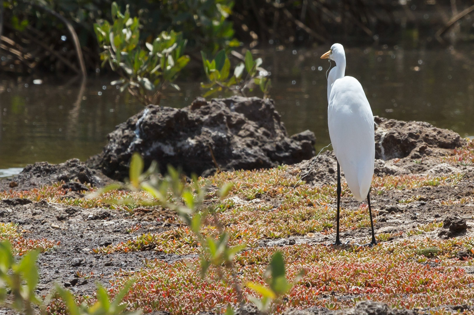 Ardea alba