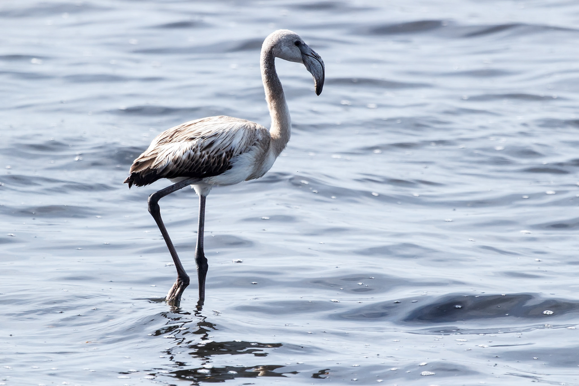Phoenicopterus roseus juv.