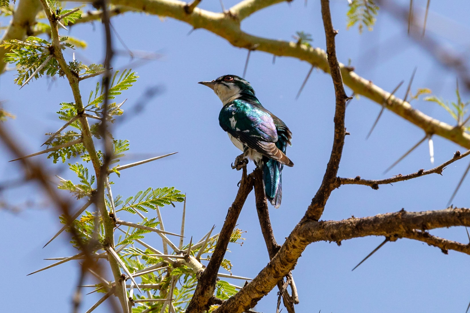 Chrysococcyx caprius