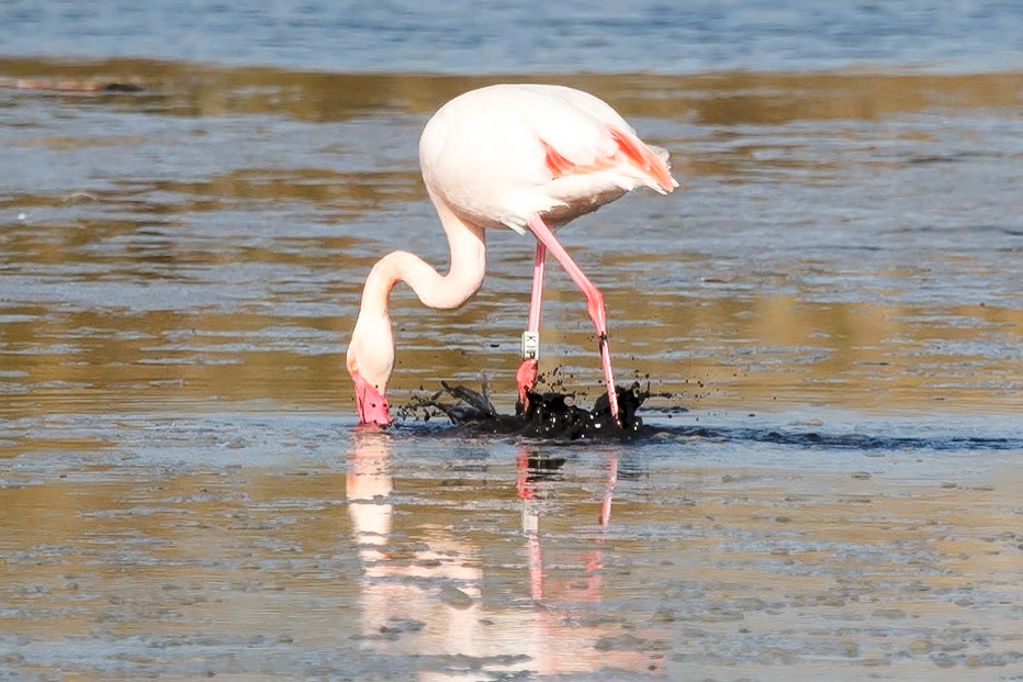 Phoenicopterus roseus