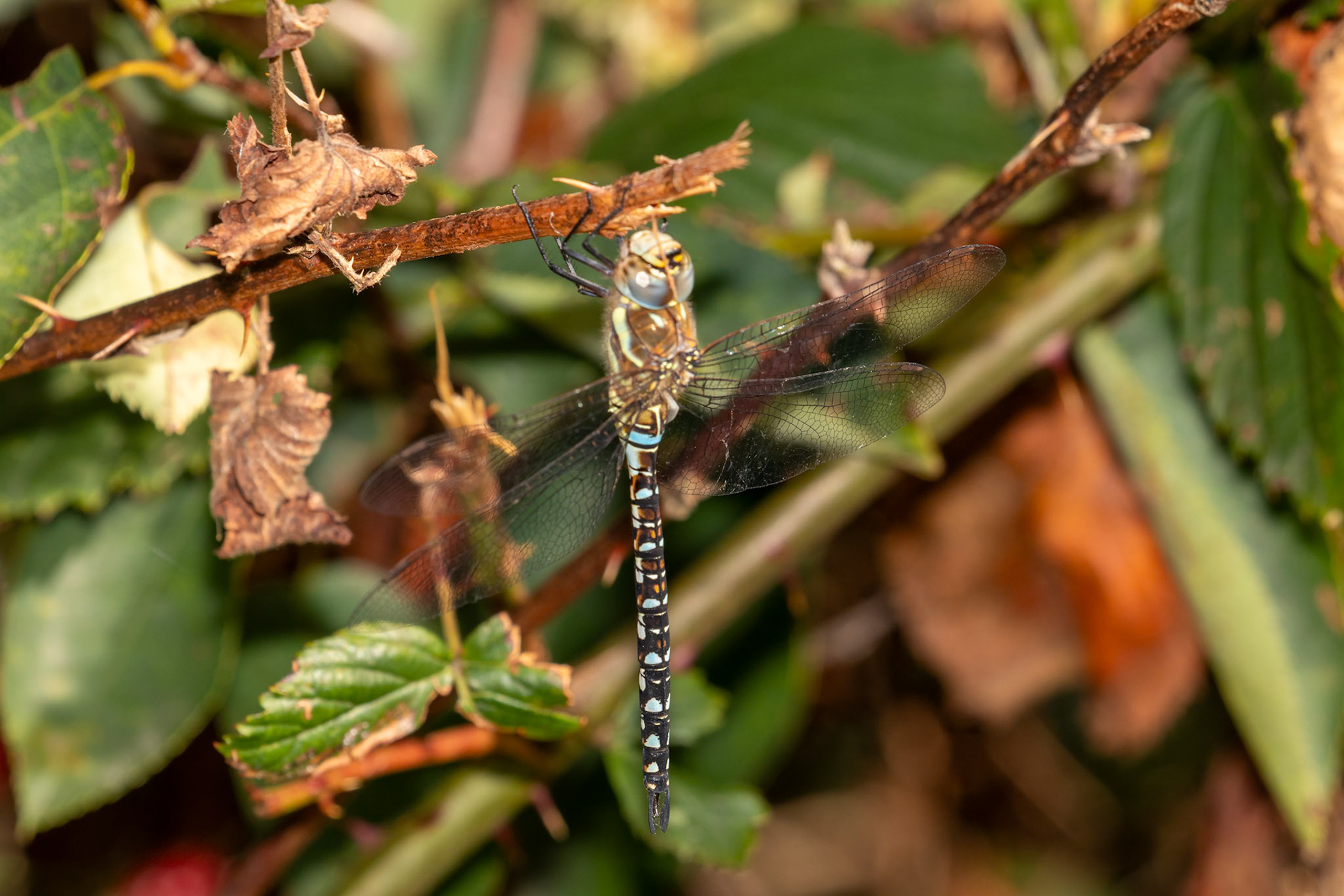 Aeshna mixta