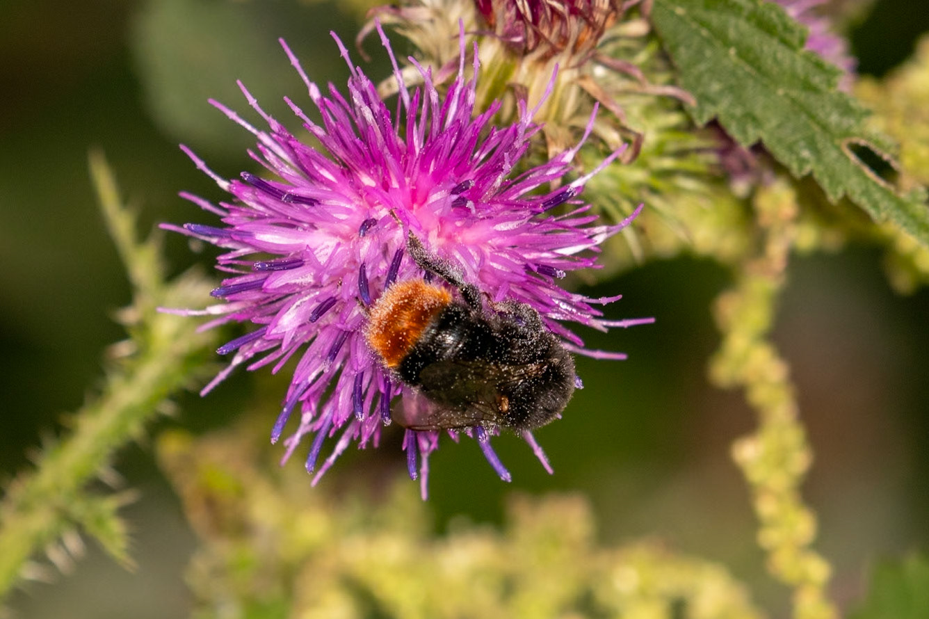 Bombus lapidarius