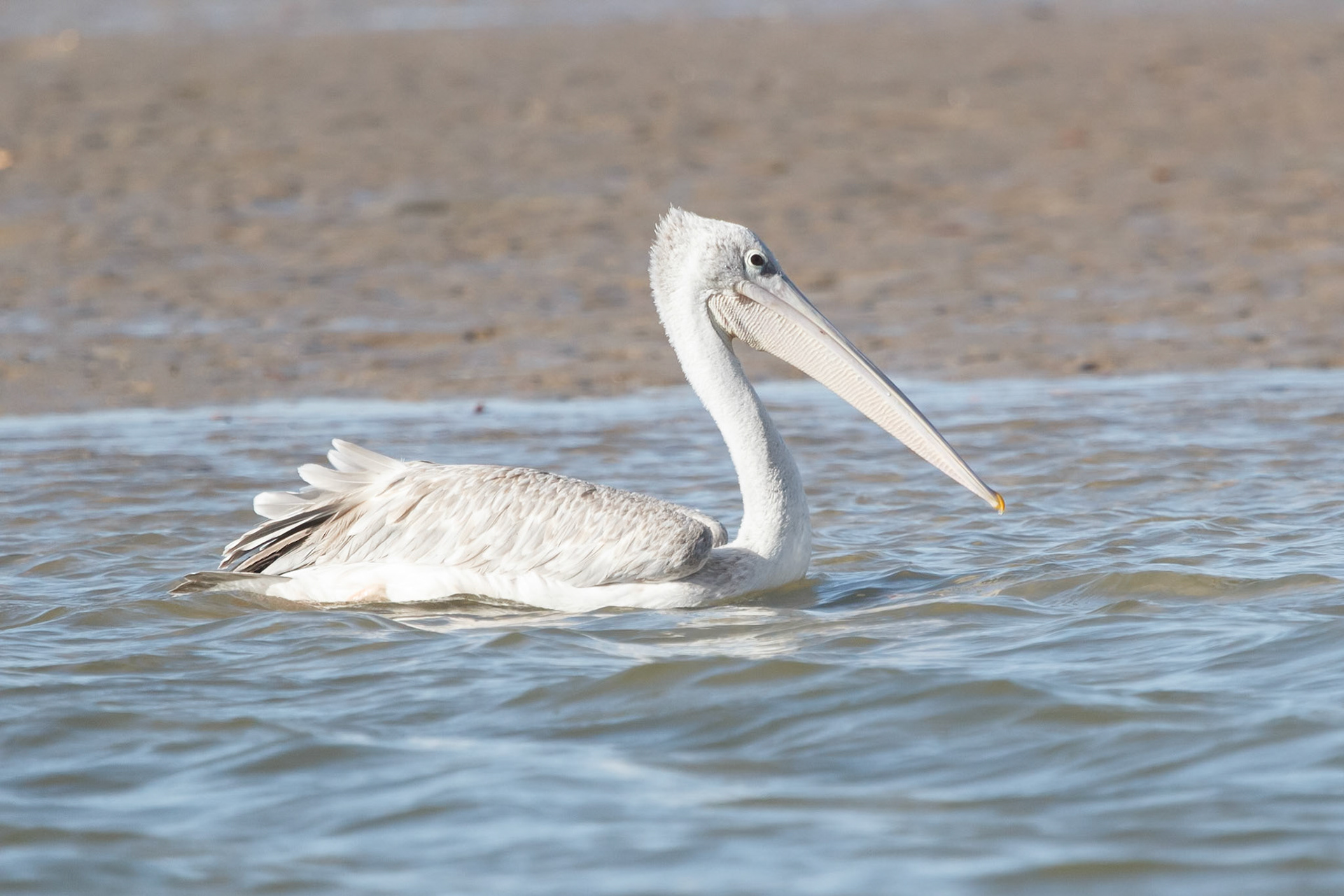 pelecanus rufescens