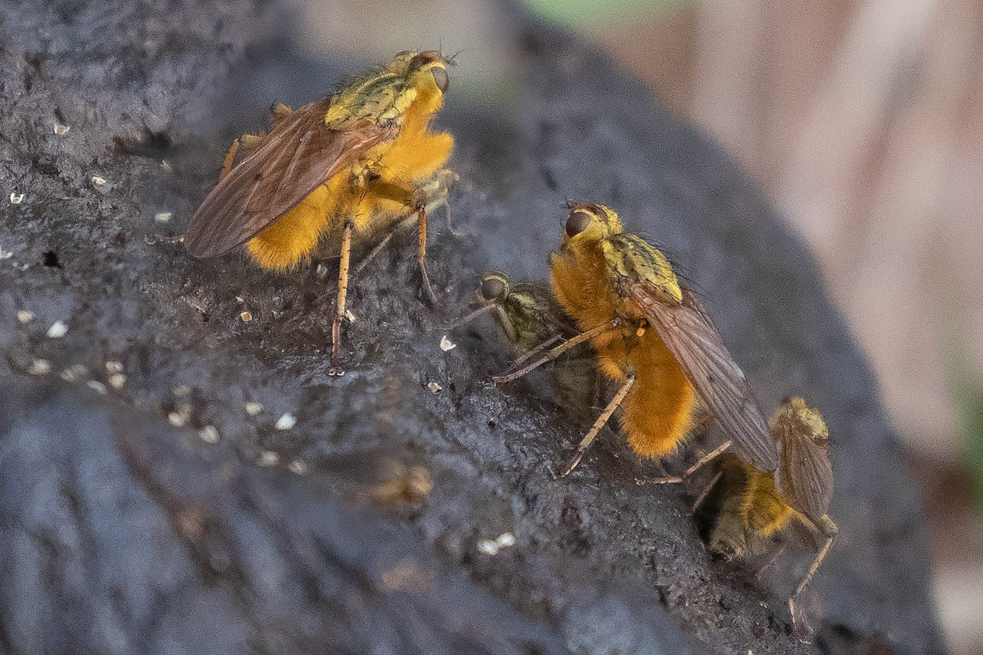 Scathophaga stercoraria