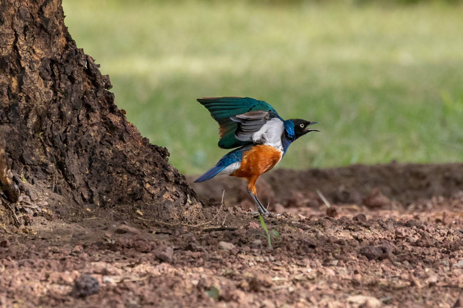 Lamprotornis superbus