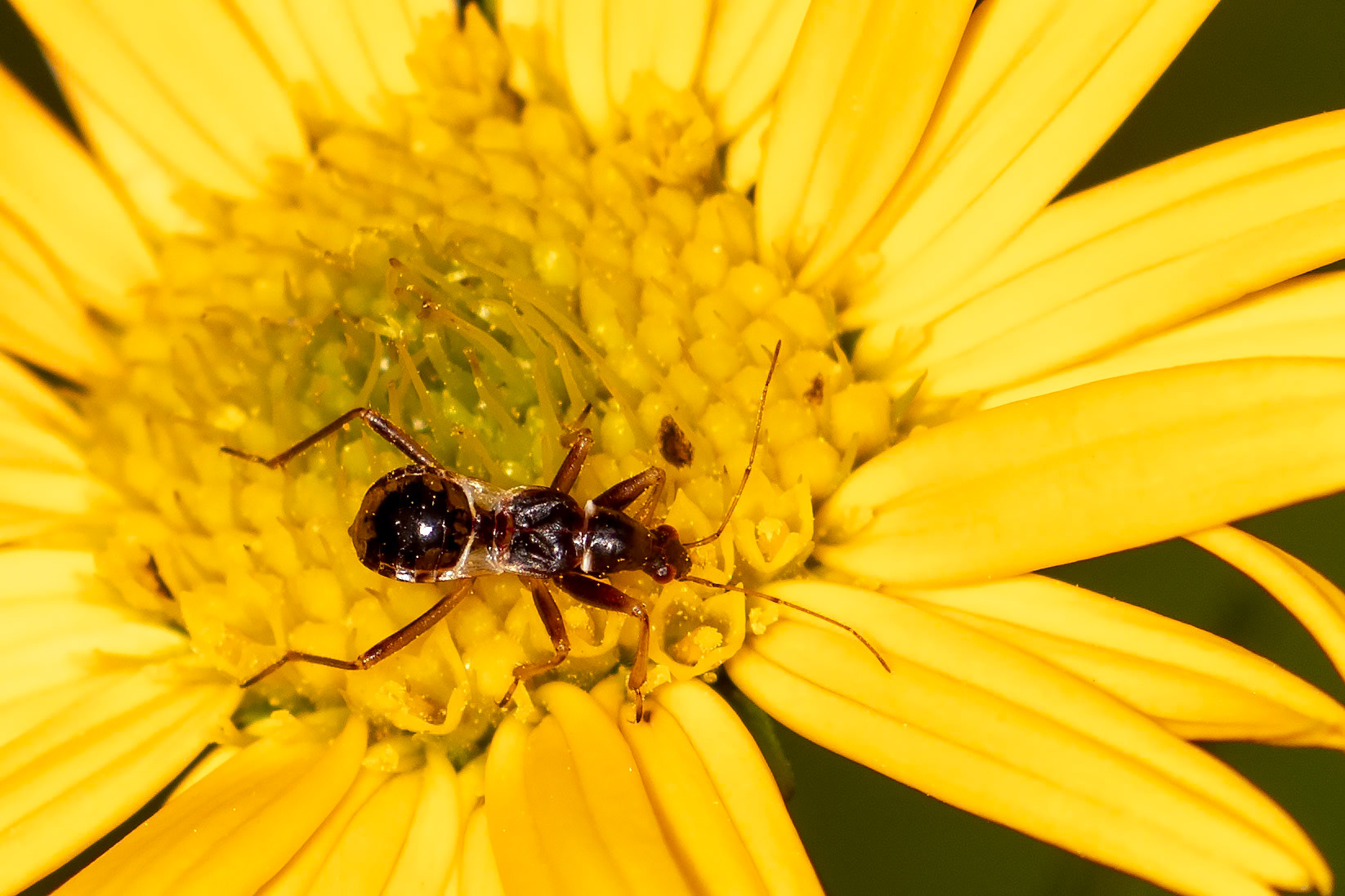 Himacerus mirmicoides