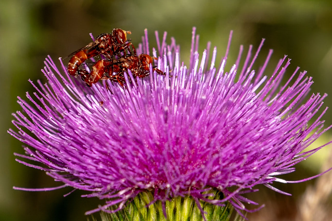 Sicus ferrugineus