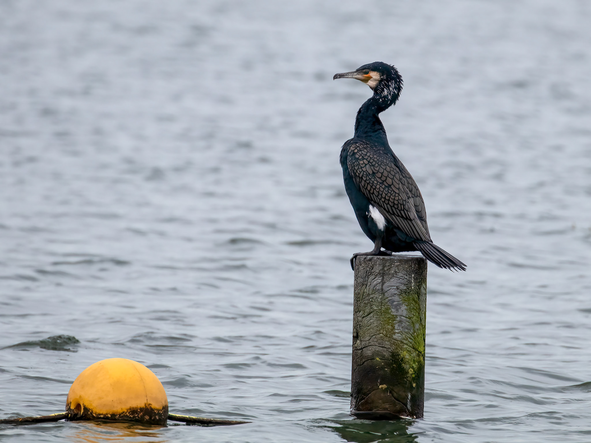 Phalacrocorax carbo