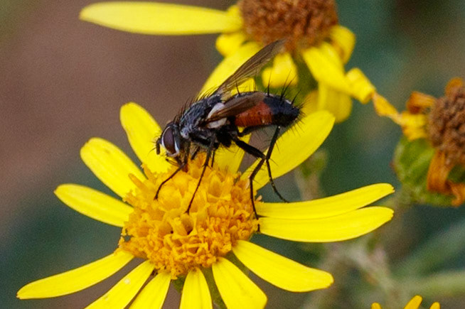 Eriothrix rufomaculatus