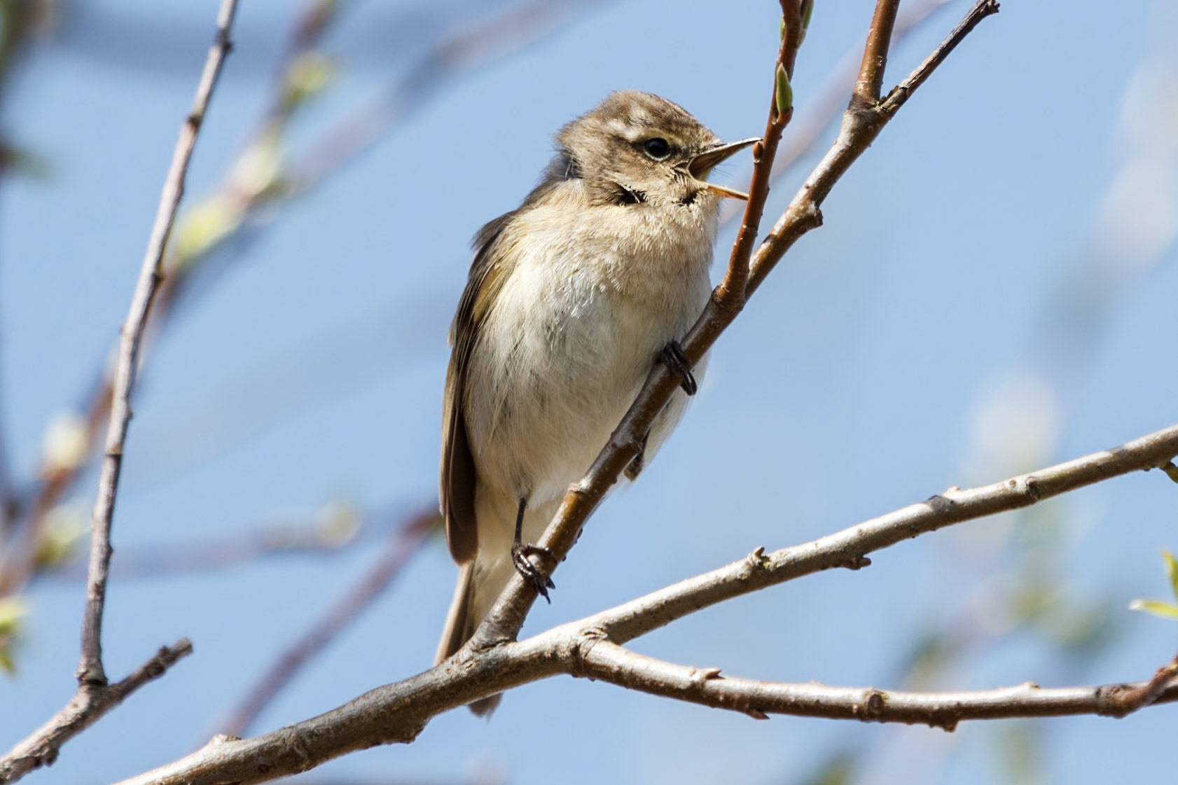 Phylloscopus collybita