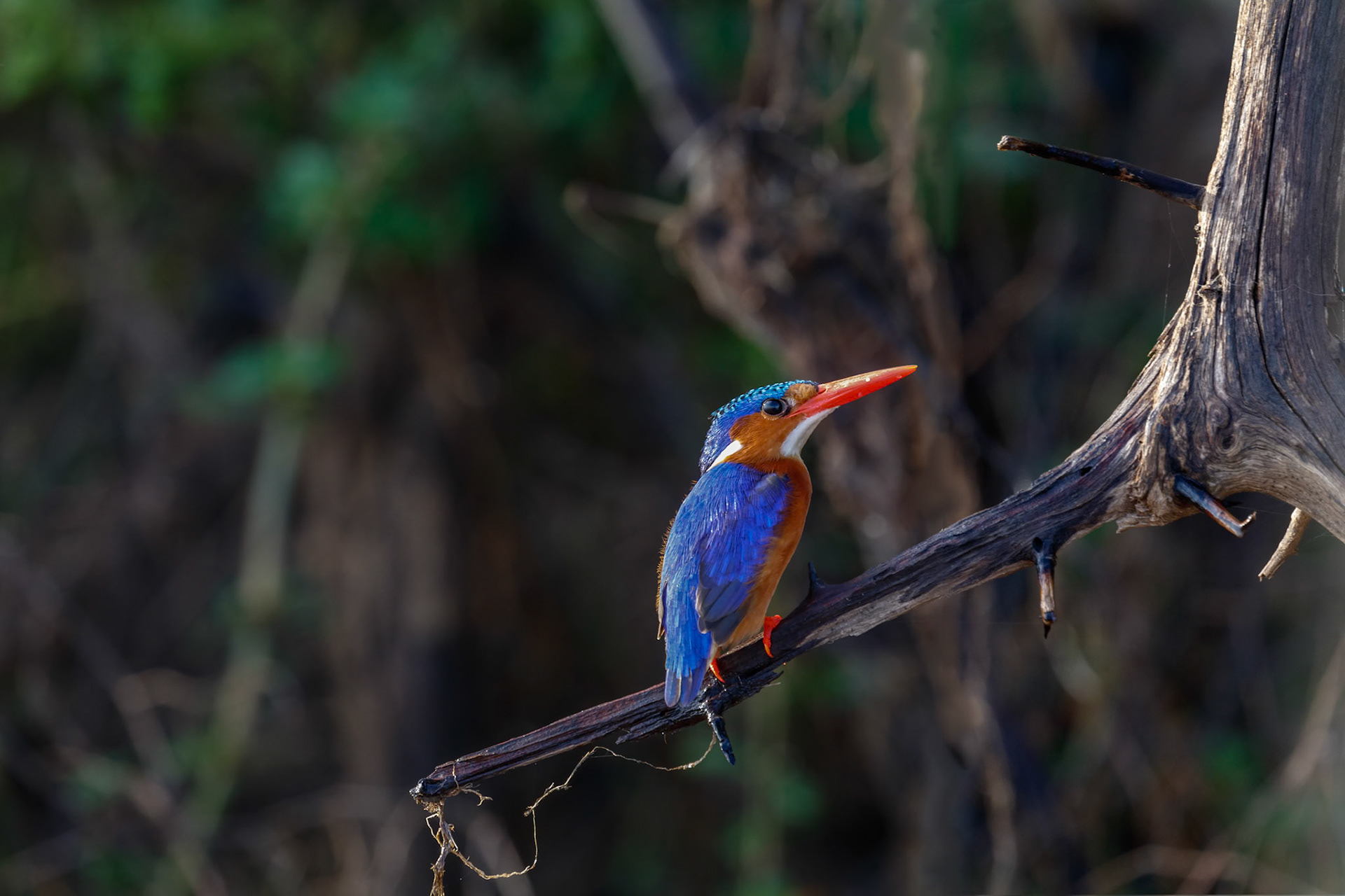 Corythornis cristatus