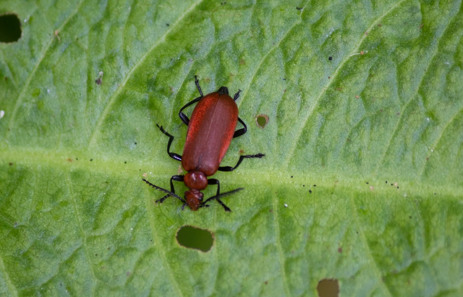 Pyrochroa serraticornis