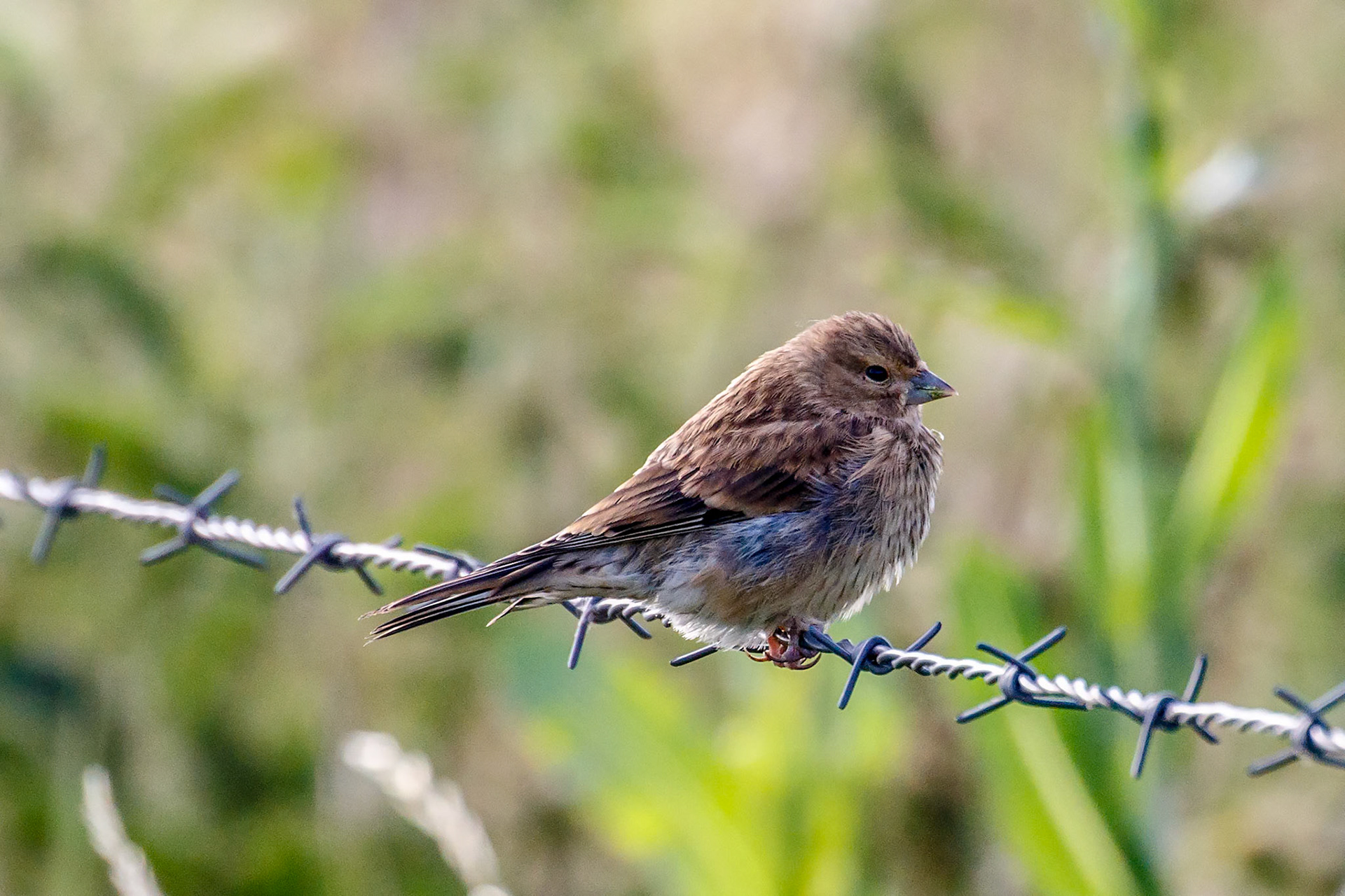 Carduelis canabina (F)