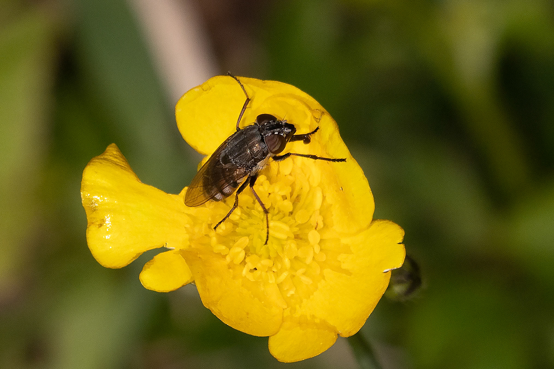 Stomorhina lunata