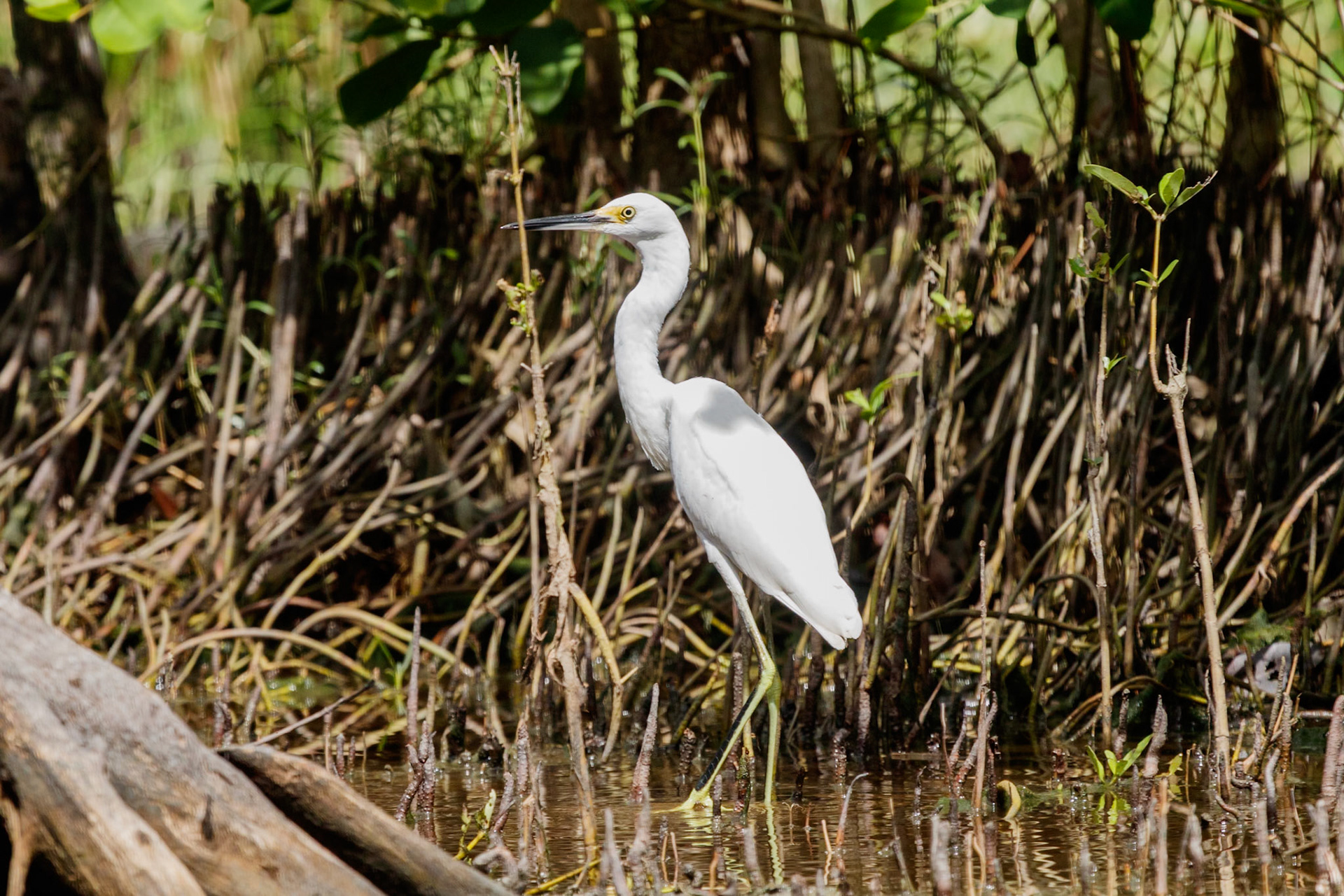 Egretta thula