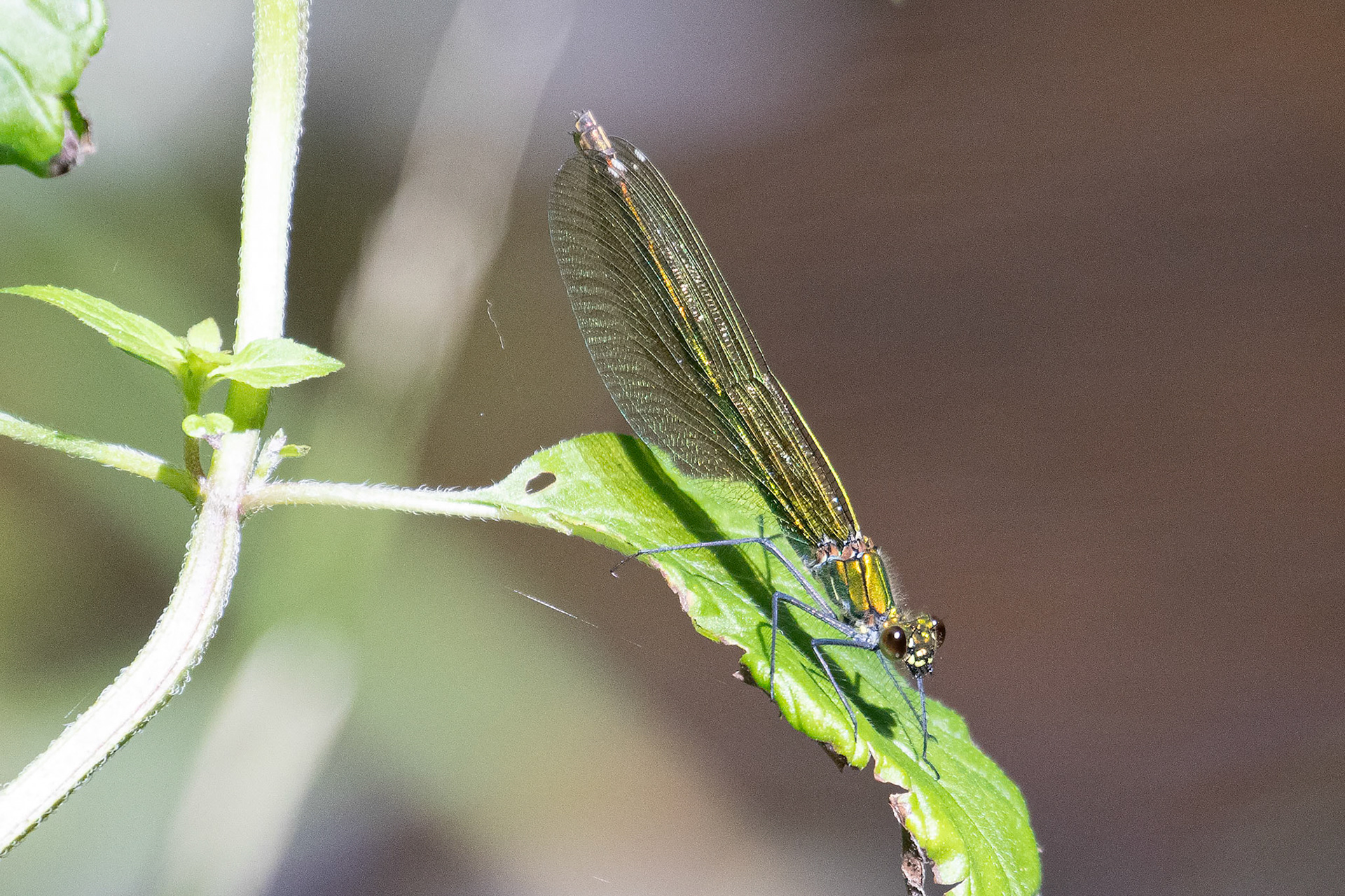 Calopteryx splendens (V)