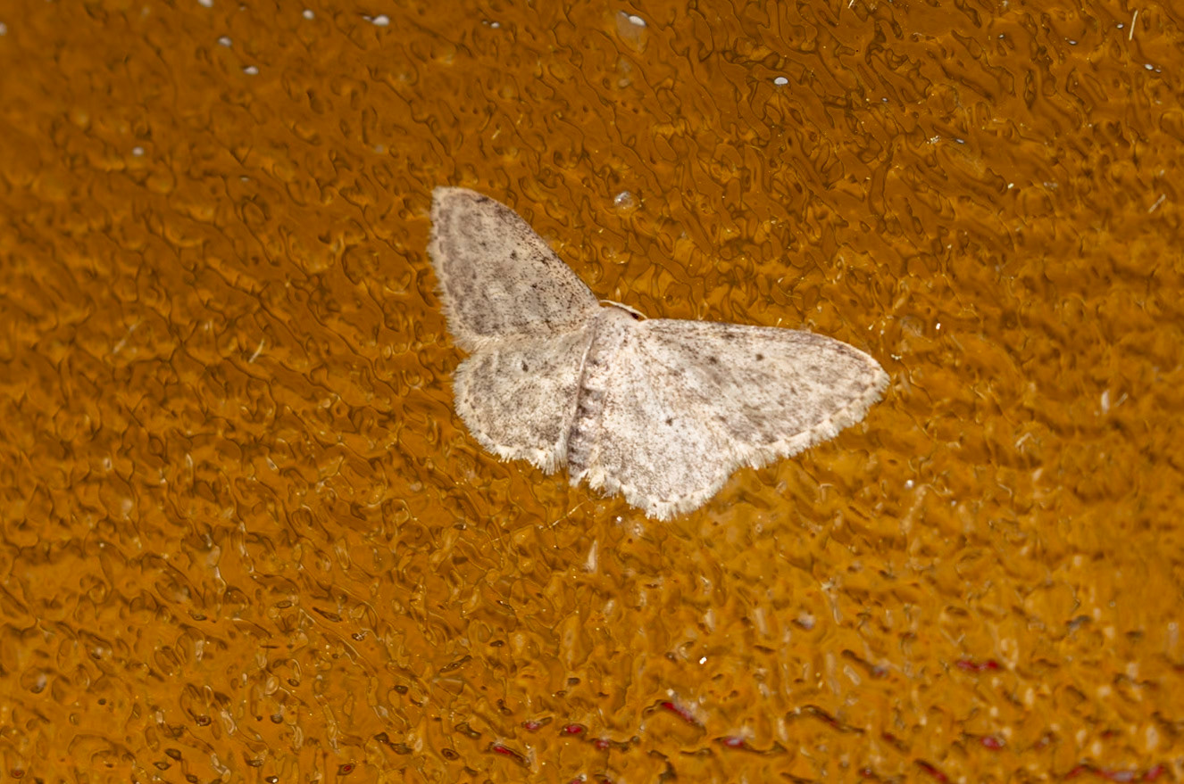 Idaea seriata