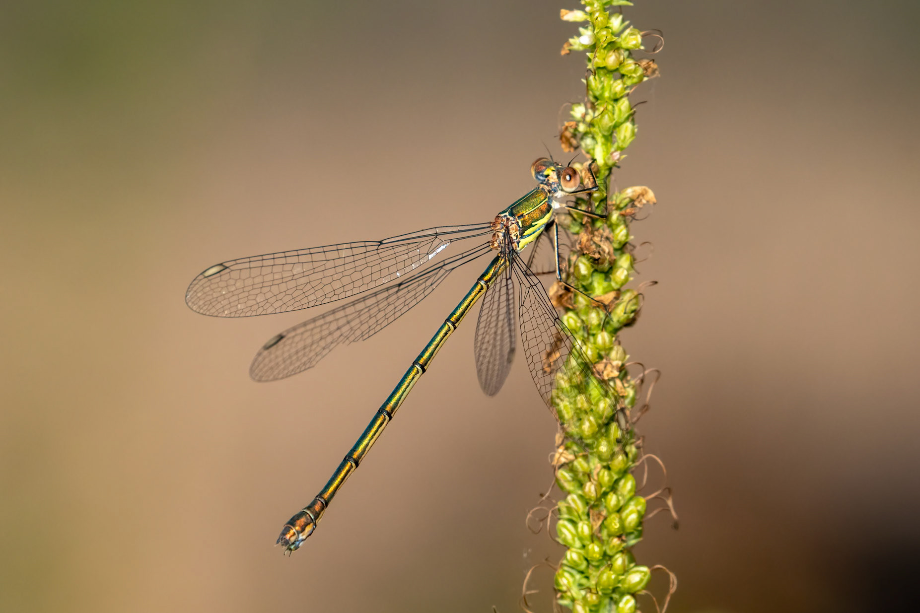 Chalcolestes viridis (F)