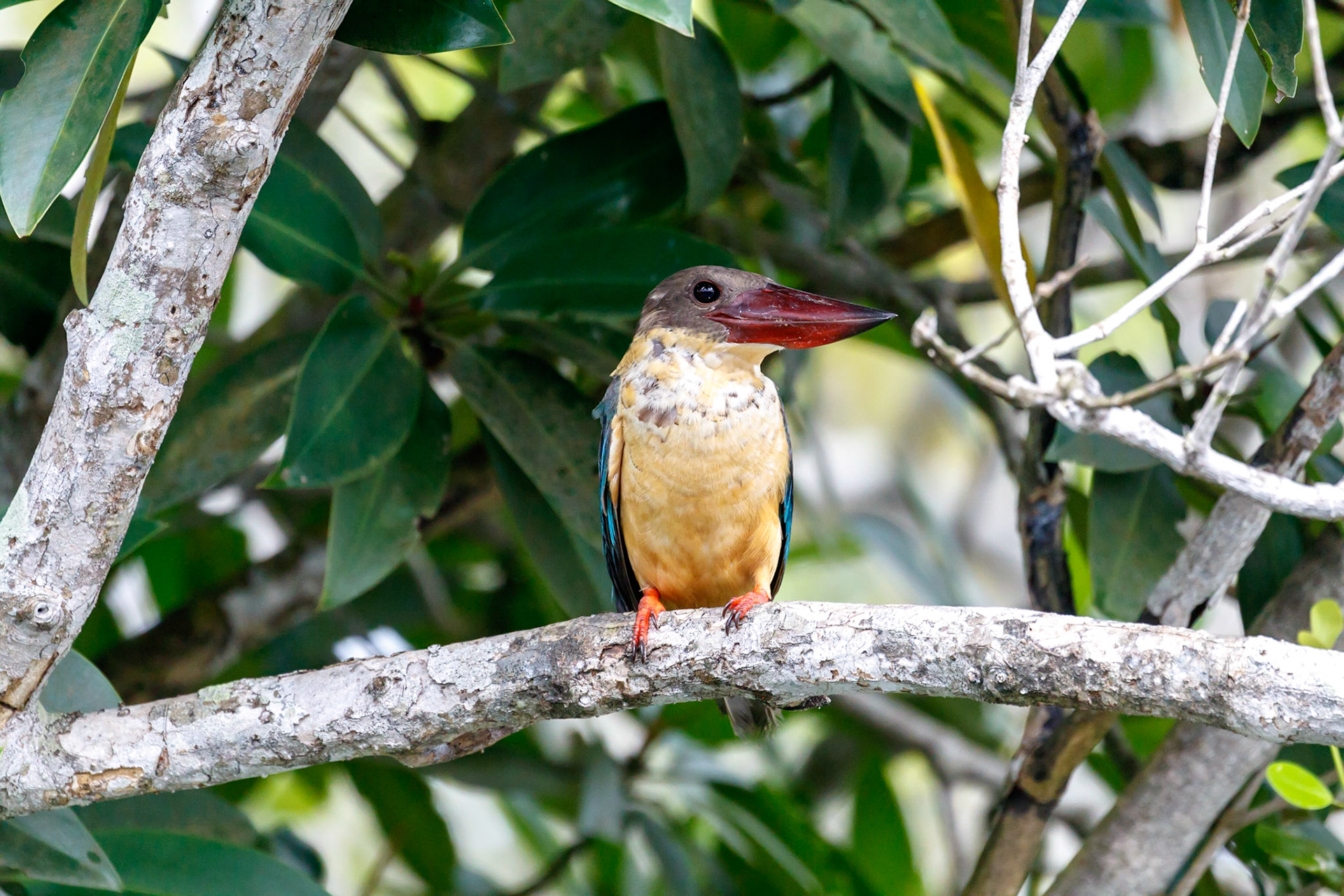 Pelargopsis capensis capensis