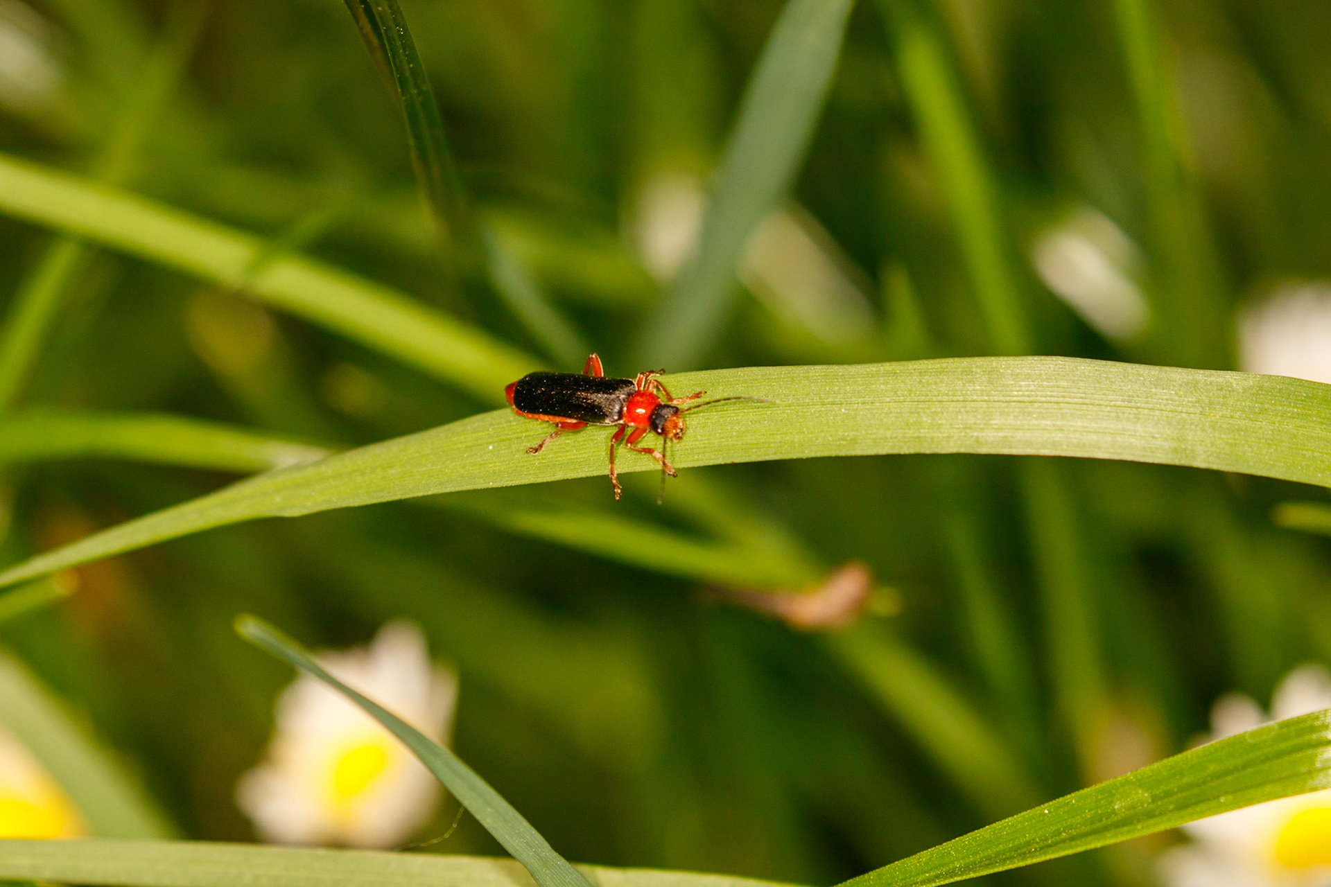 Cantharis pellucida
