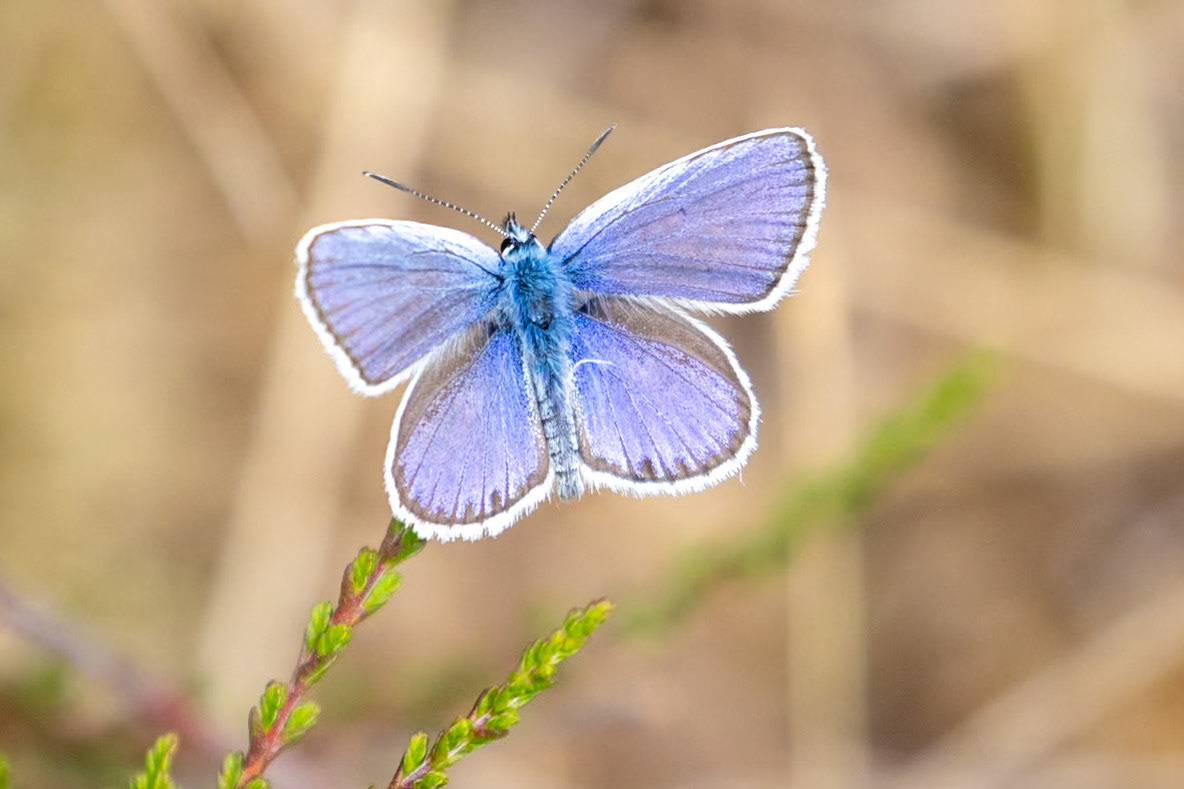 Plebejus argus