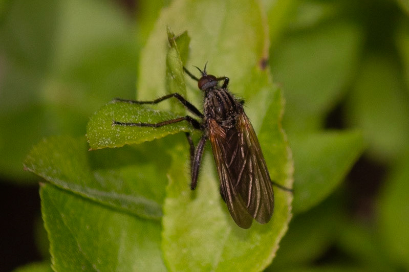 Empis tessellata