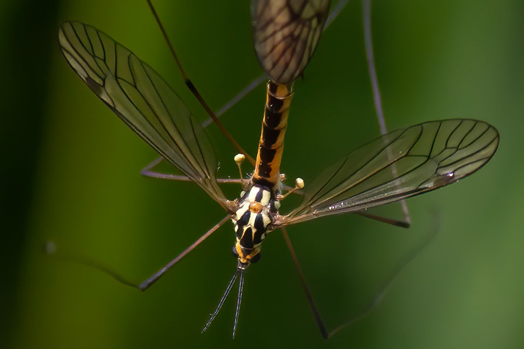 Nephrotoma appendiculata