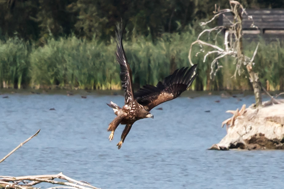 Haliaeetus albicilla