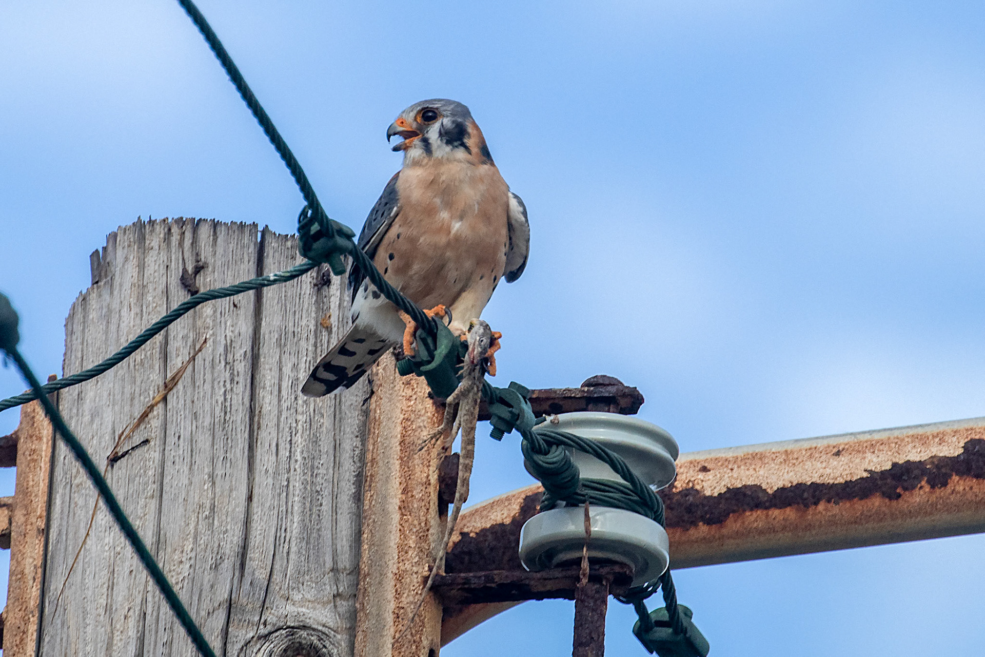 Falco sparverius (M)